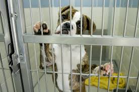 BoxerShelter
