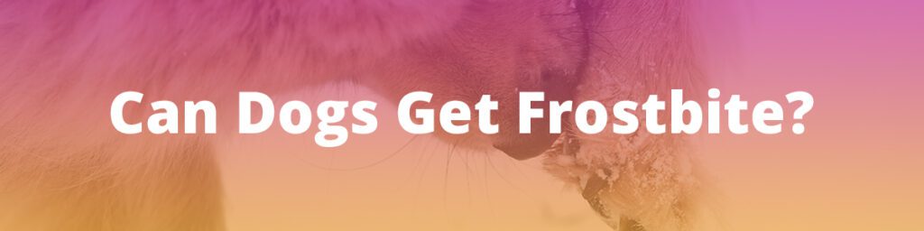 Can Dogs Get Frostbite?