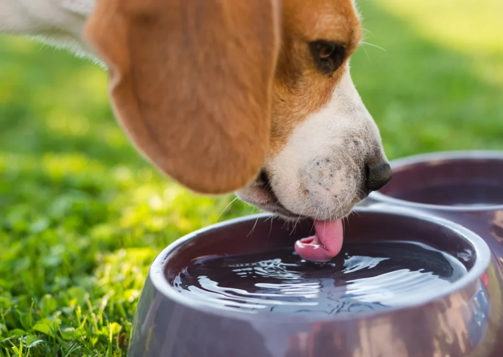 Dog Drinking