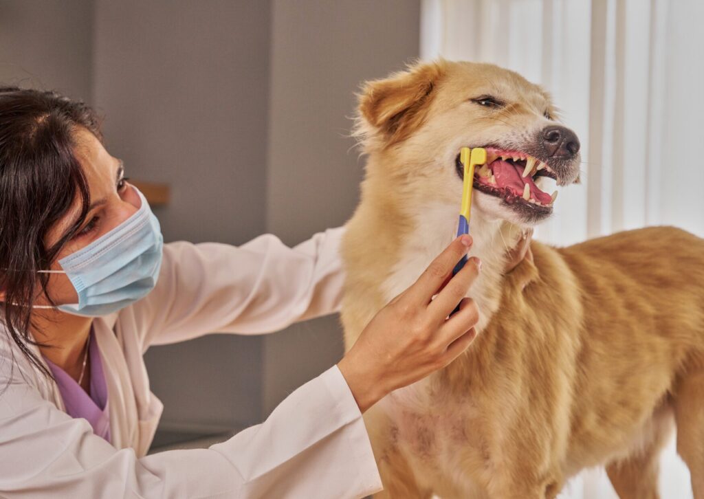 Dog Teeth Cleaning