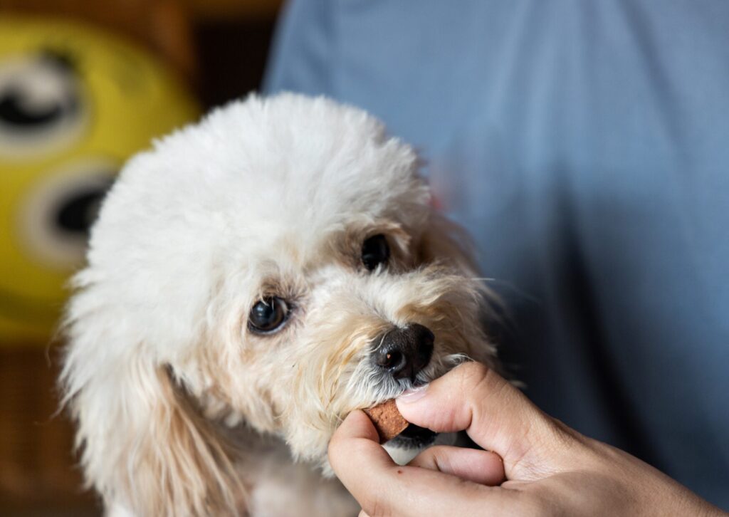 Do Dogs Really Need Heartworm Prevention