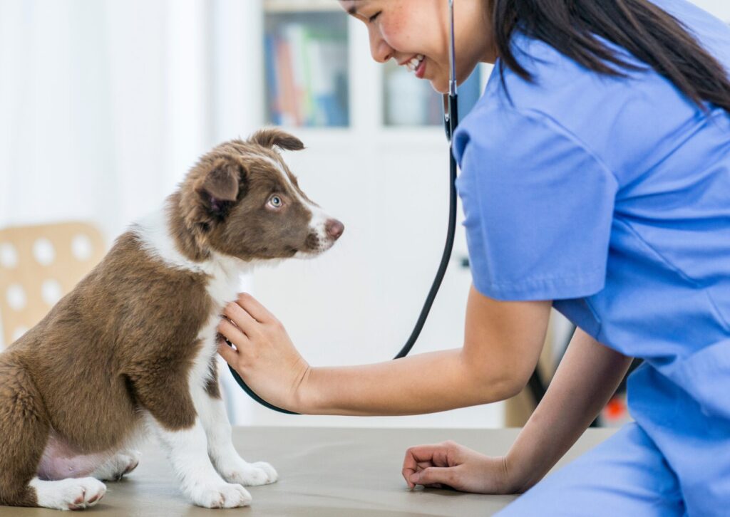 New Puppy's First Vet Visit