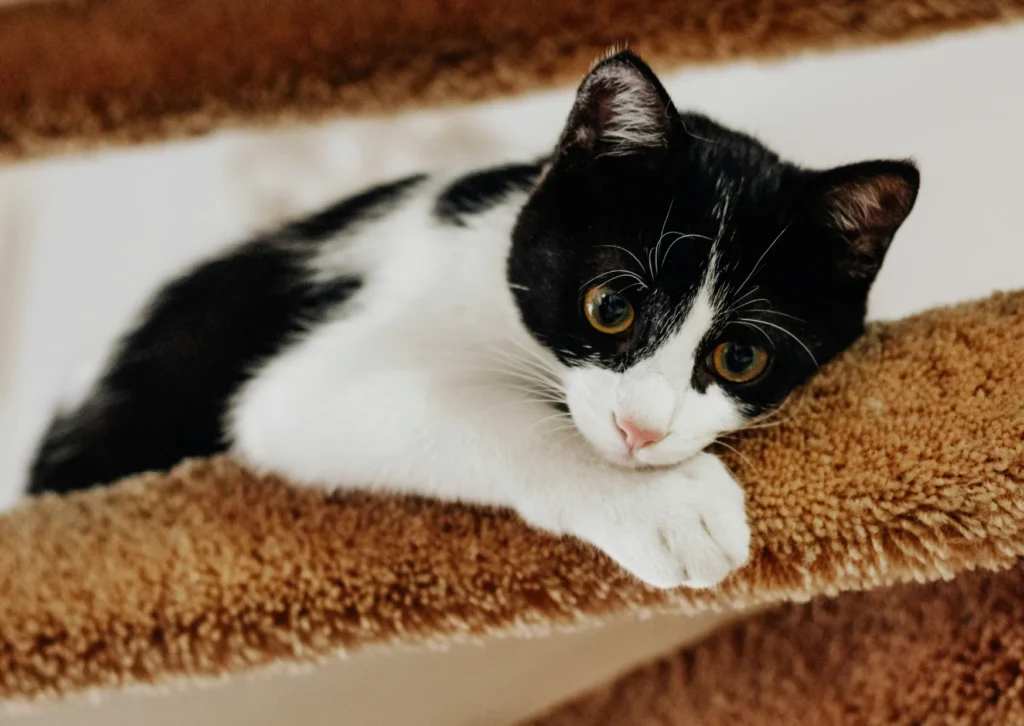 Heartworm Prevention for Cats