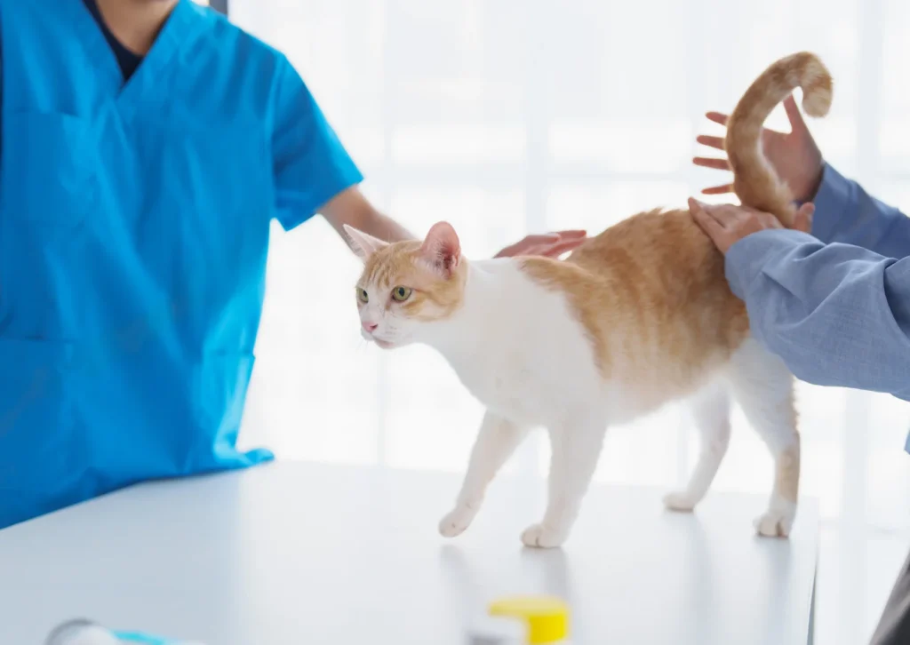 Kitten's First Vet Visit Checklist