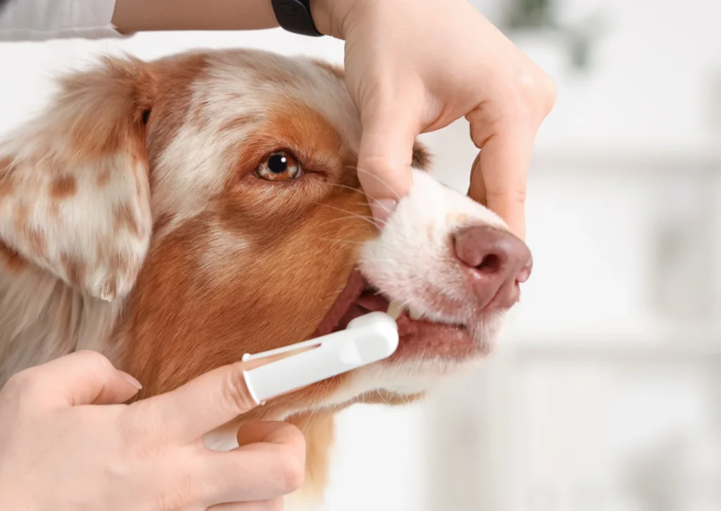Pet Insurance Dental Cleaning