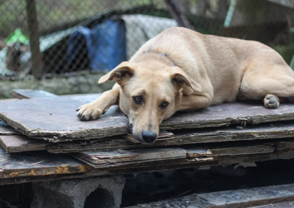 New York Abandoned Pet