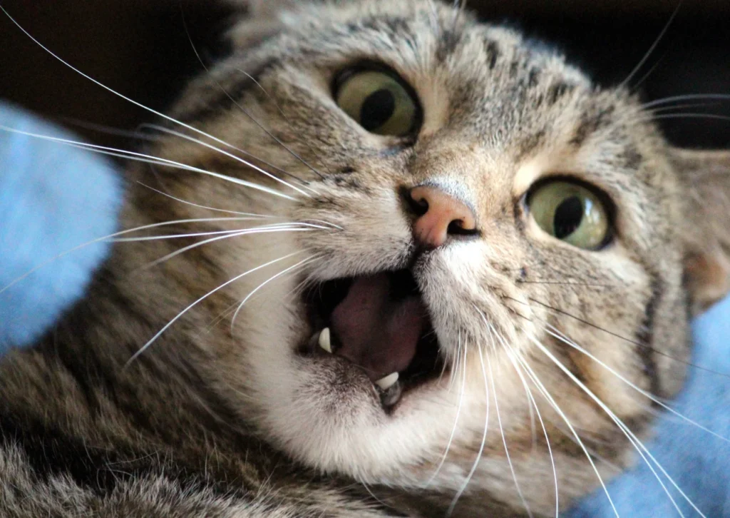 Bird Flu and NYC Cats