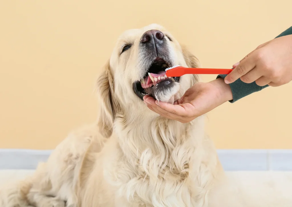Dog Teeth Cleaning Frequency