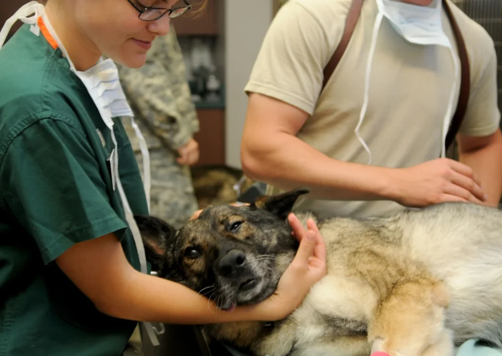 Brooklyn Pet Emergency Guide