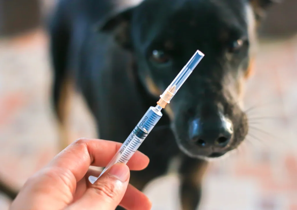 Heartworm Prevention Shot