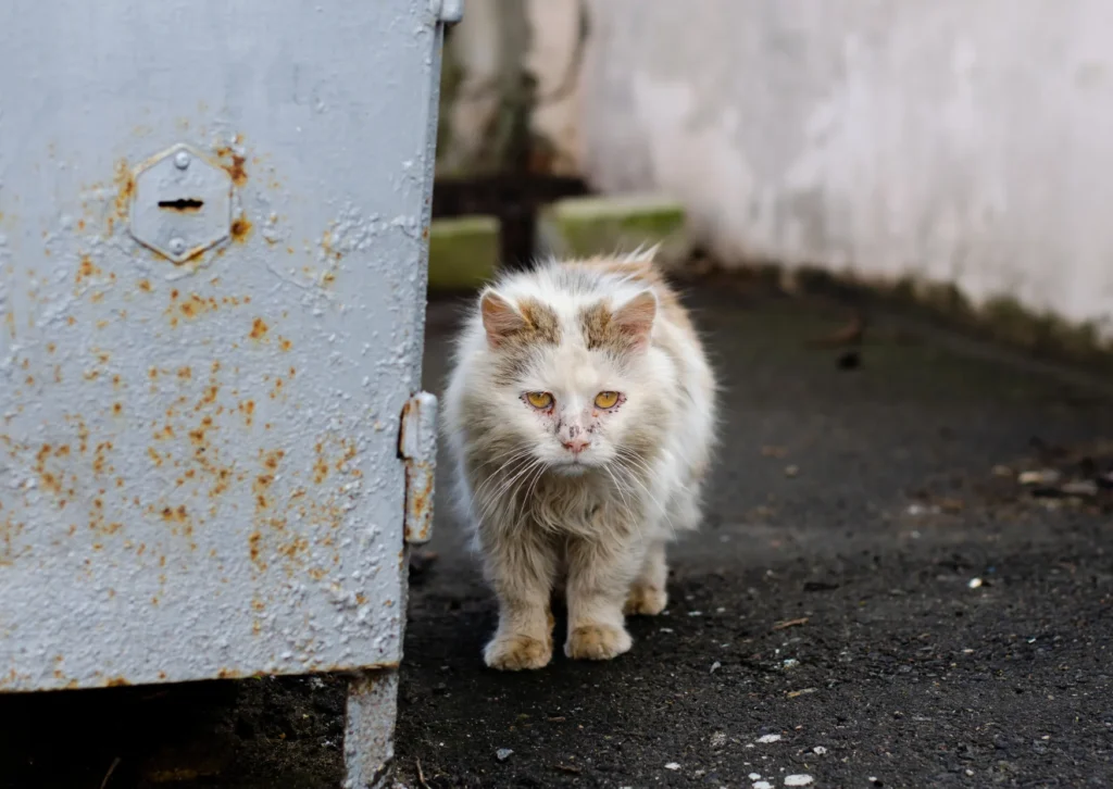 New York Pet Abandonment Fine