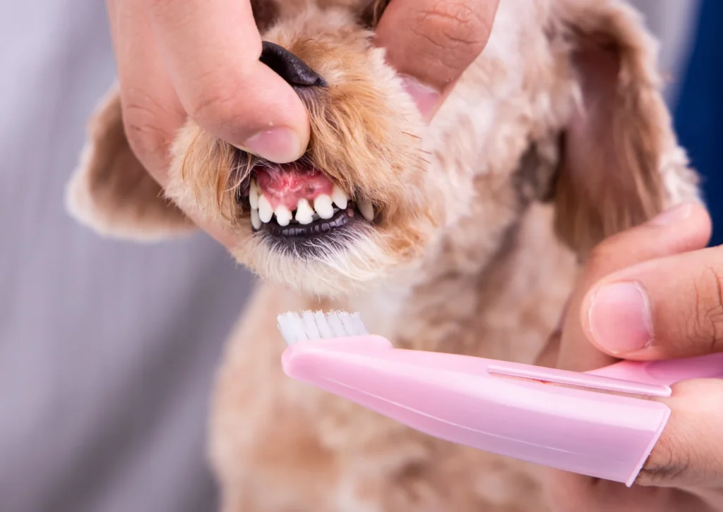 Professional Dog Teeth Cleaning