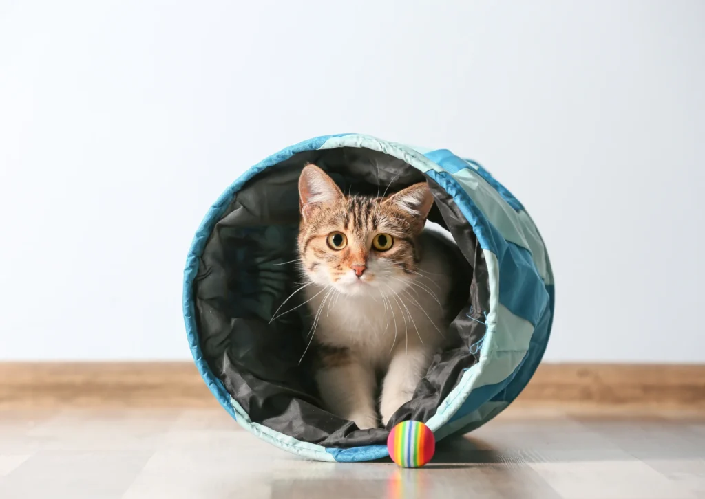 Heartworm Prevention for Indoor Cats