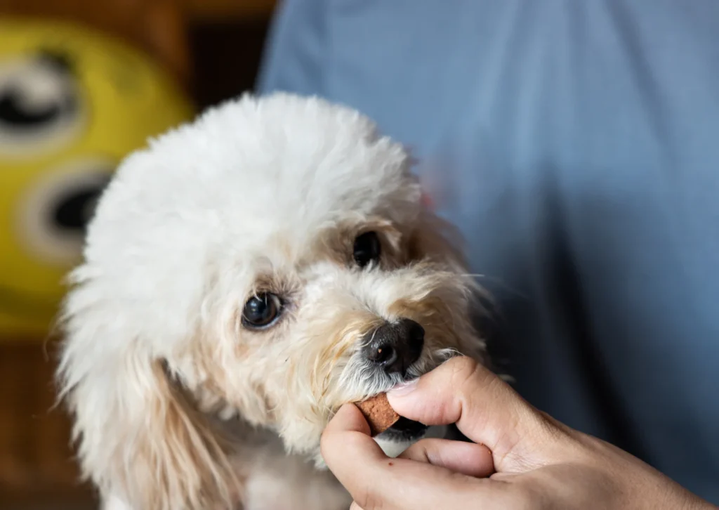 Heartworm Prevention for Dogs