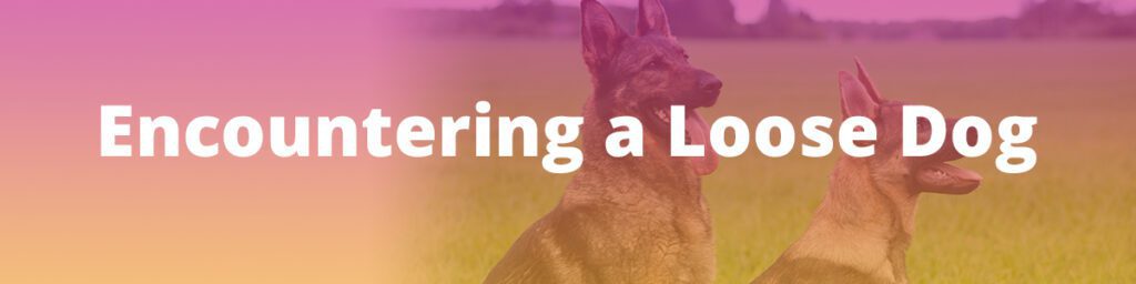 Encountering a Loose Dog
