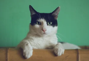A cat looking over a wall