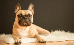 Understanding IVDD in French Bulldogs