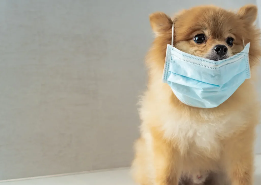 NYC Dog Flu Concerns