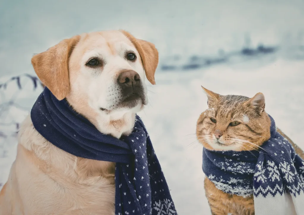 Why It’s Best to Bring the Pets Inside